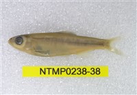 藏品(平頜鱲)的圖片